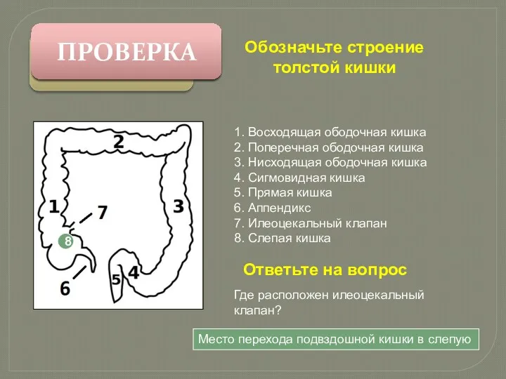 Обозначьте строение толстой кишки 1. Восходящая ободочная кишка 2. Поперечная