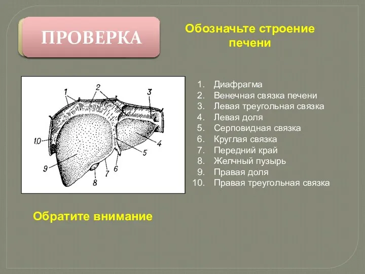 Диафрагма Венечная связка печени Левая треугольная связка Левая доля Серповидная