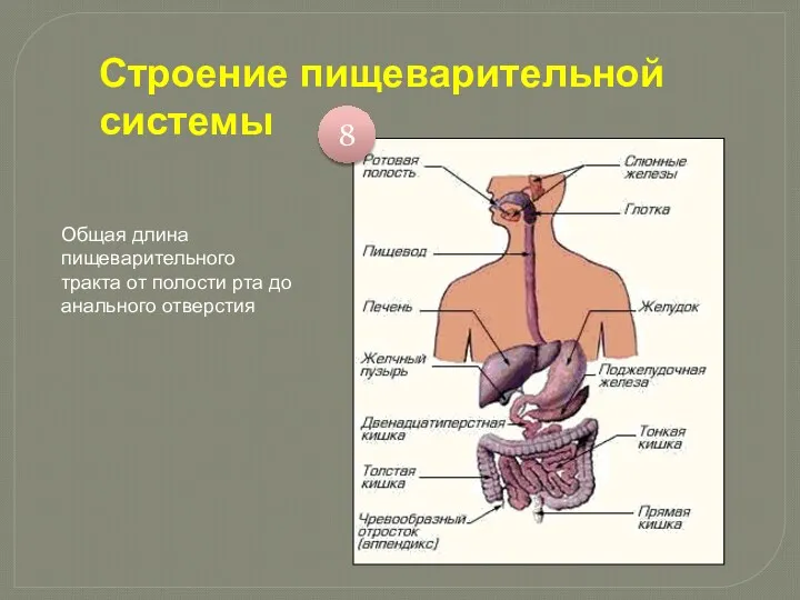 Строение пищеварительной системы Общая длина пищеварительного тракта от полости рта до анального отверстия 8