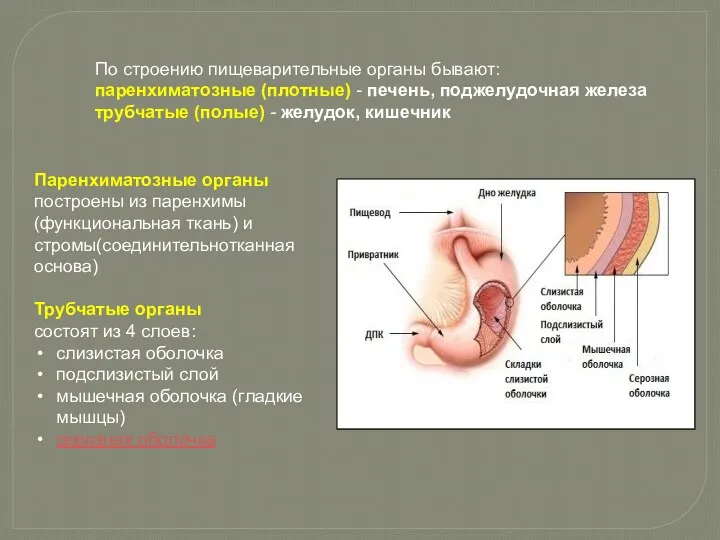 По строению пищеварительные органы бывают: паренхиматозные (плотные) - печень, поджелудочная