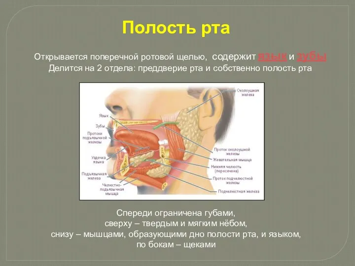 Спереди ограничена губами, сверху – твердым и мягким нёбом, снизу