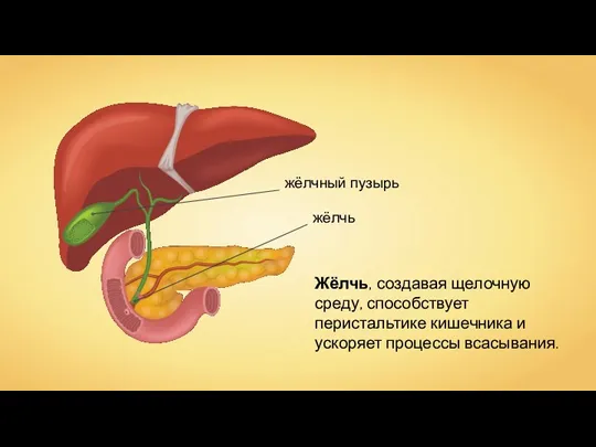 Жёлчь, создавая щелочную среду, способствует перистальтике кишечника и ускоряет процессы всасывания.