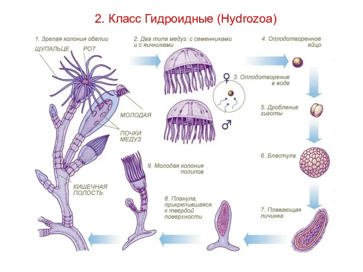 2. Класс Гидроидные (Hydrozoa)