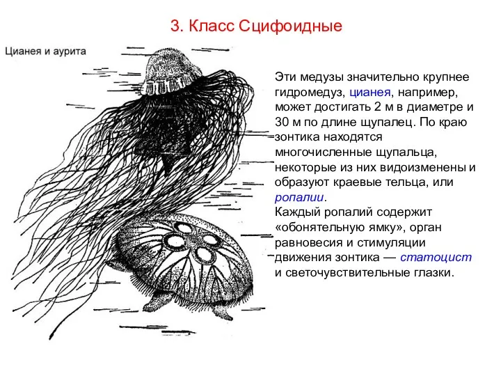 3. Класс Сцифоидные Эти медузы значительно крупнее гидромедуз, цианея, например,