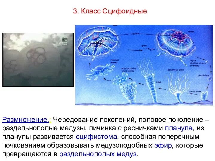 Размножение.: Чередование поколений, половое поколение – раздельнополые медузы, личинка с