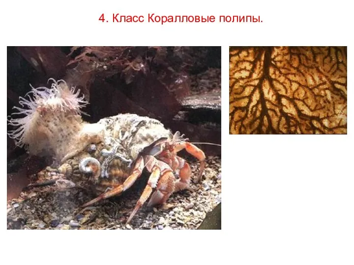 4. Класс Коралловые полипы.