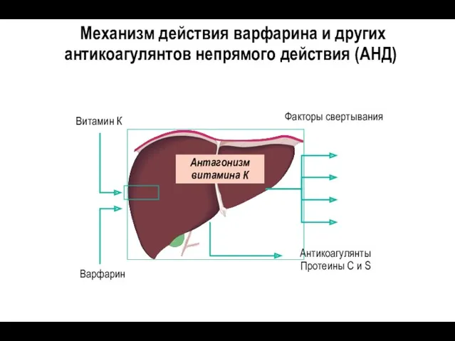 Механизм действия варфарина и других антикоагулянтов непрямого действия (АНД) Варфарин Факторы свертывания Антагонизм