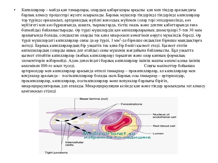 Капиллярлар – майда қан тамырлары, олардың қабарғалары арқылы қан мен