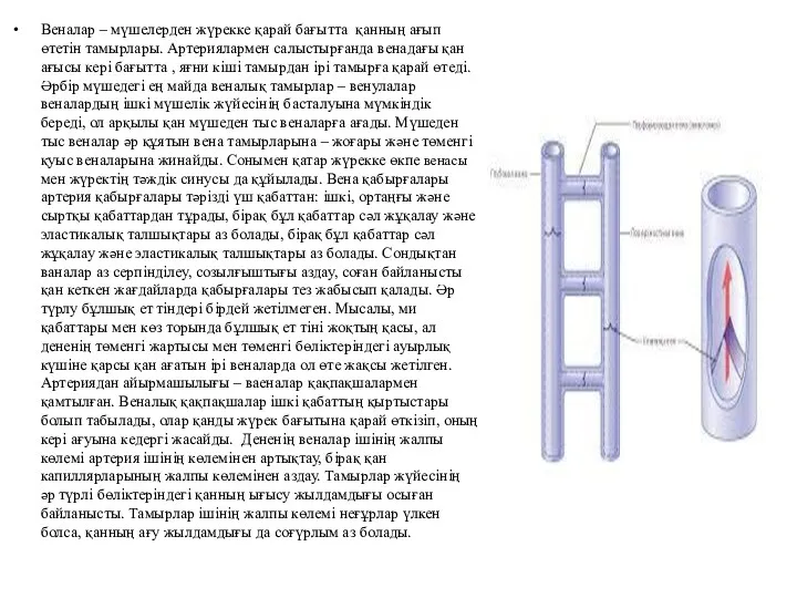 Веналар – мүшелерден жүрекке қарай бағытта қанның ағып өтетін тамырлары.