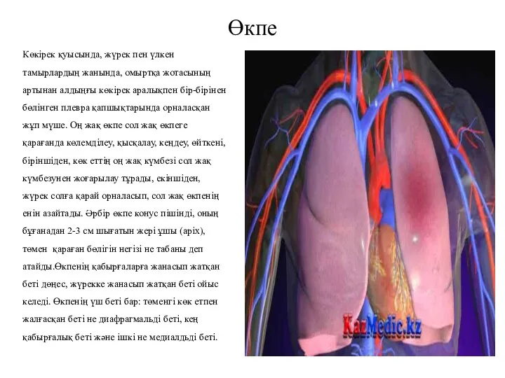 Өкпе Көкірек қуысында, жүрек пен үлкен тамырлардың жанында, омыртқа жотасының