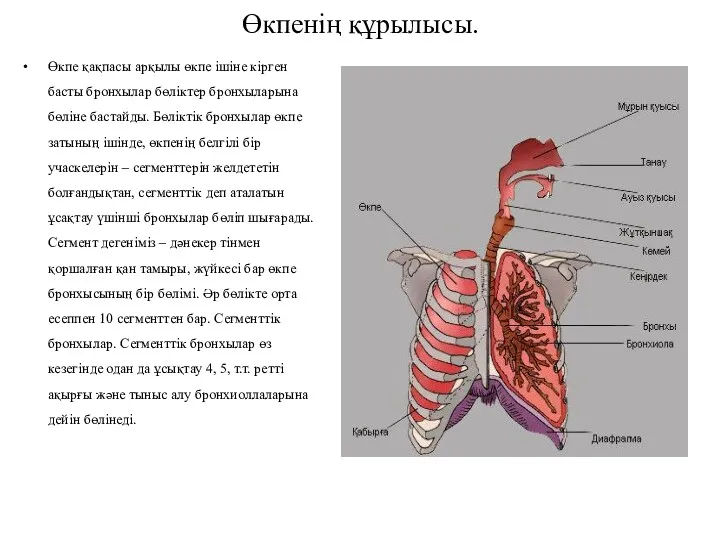 Өкпенің құрылысы. Өкпе қақпасы арқылы өкпе ішіне кірген басты бронхылар