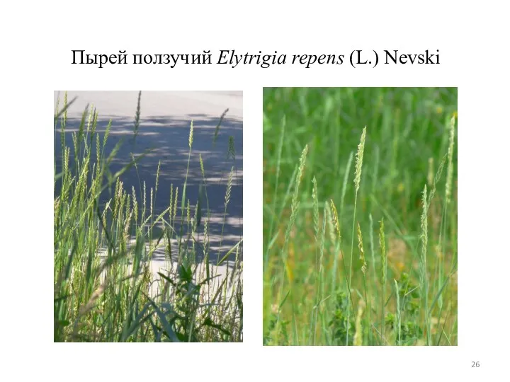 Пырей ползучий Elytrigia repens (L.) Nevski