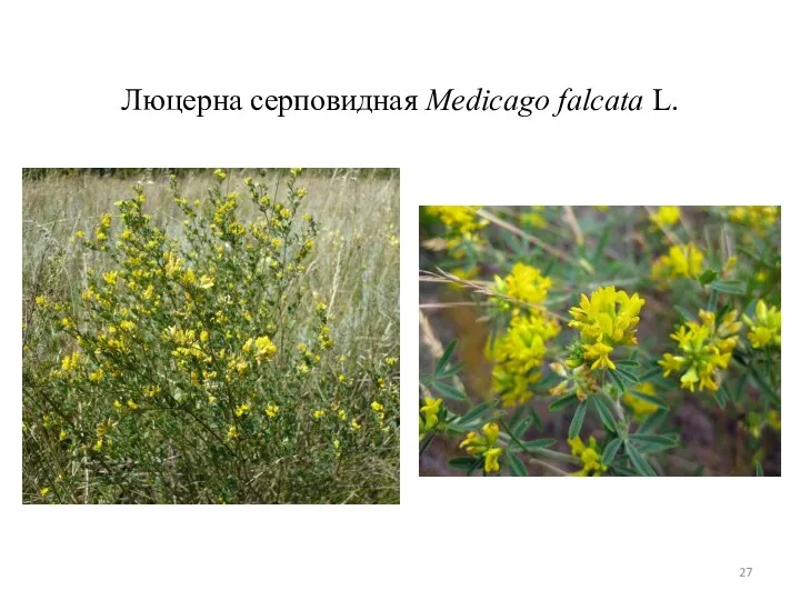 Люцерна серповидная Medicago falcata L.