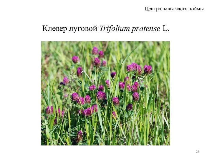 Клевер луговой Trifolium pratense L. Центральная часть поймы