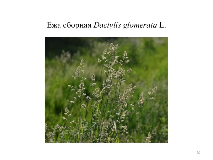 Ежа сборная Dactylis glomerata L.