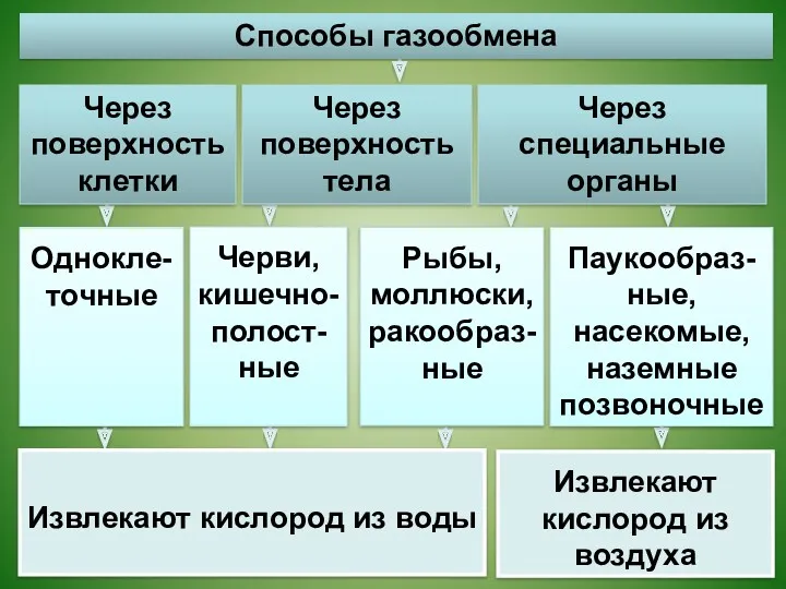 Однокле-точные Черви, кишечно-полост-ные Рыбы, моллюски, ракообраз-ные Паукообраз-ные, насекомые, наземные позвоночные