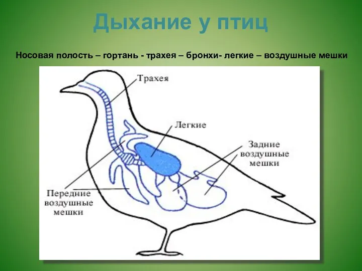 Дыхание у птиц Носовая полость – гортань - трахея – бронхи- легкие – воздушные мешки