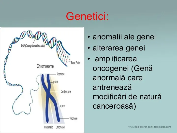 Genetici: anomalii ale genei alterarea genei amplificarea oncogenei (Genă anormală care antrenează modificări de natură canceroasă)