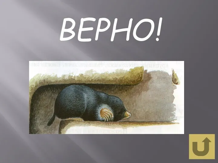 ВЕРНО!