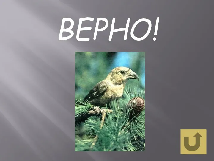 ВЕРНО!