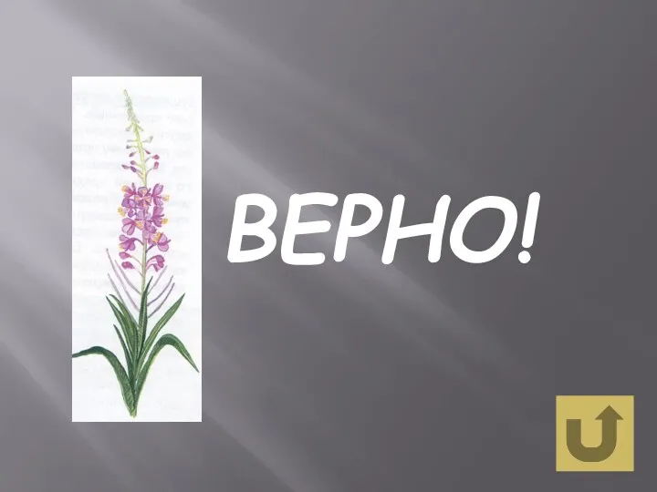 ВЕРНО!