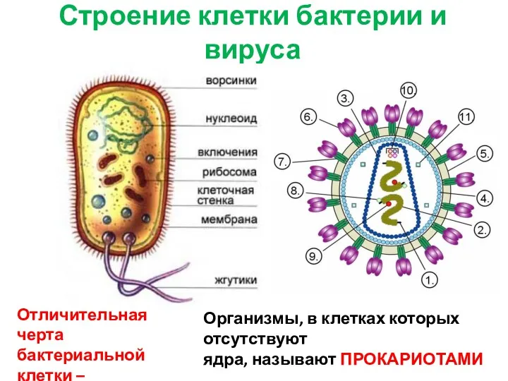 Строение клетки бактерии и вируса Отличительная черта бактериальной клетки –