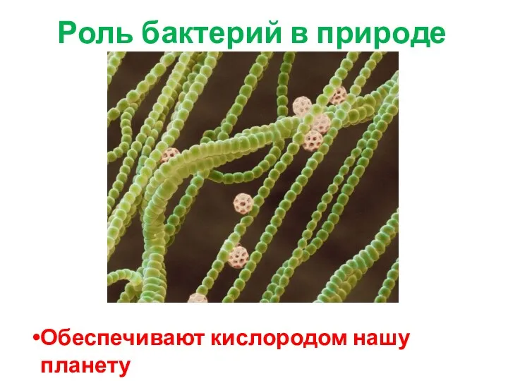 Роль бактерий в природе Обеспечивают кислородом нашу планету