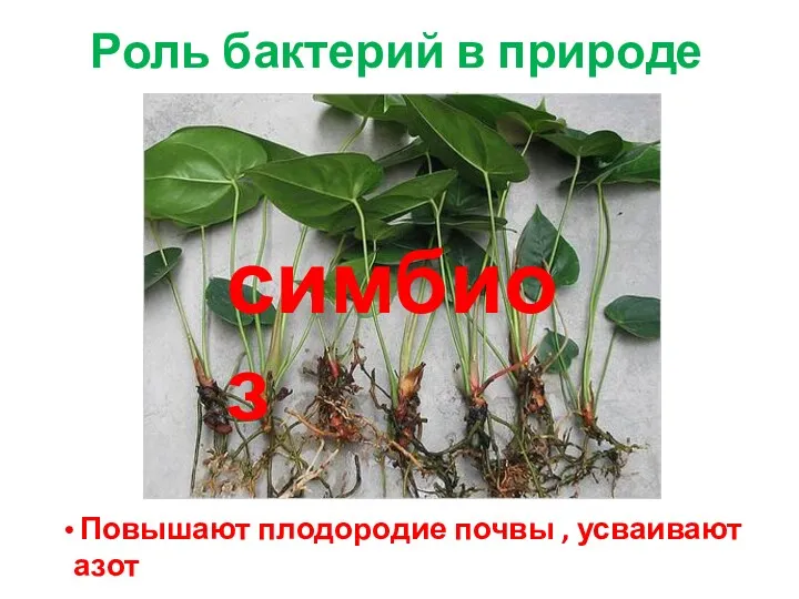 Роль бактерий в природе Повышают плодородие почвы , усваивают азот симбиоз