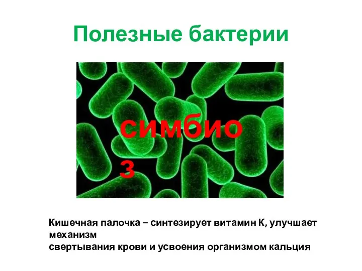 Полезные бактерии Кишечная палочка – синтезирует витамин К, улучшает механизм