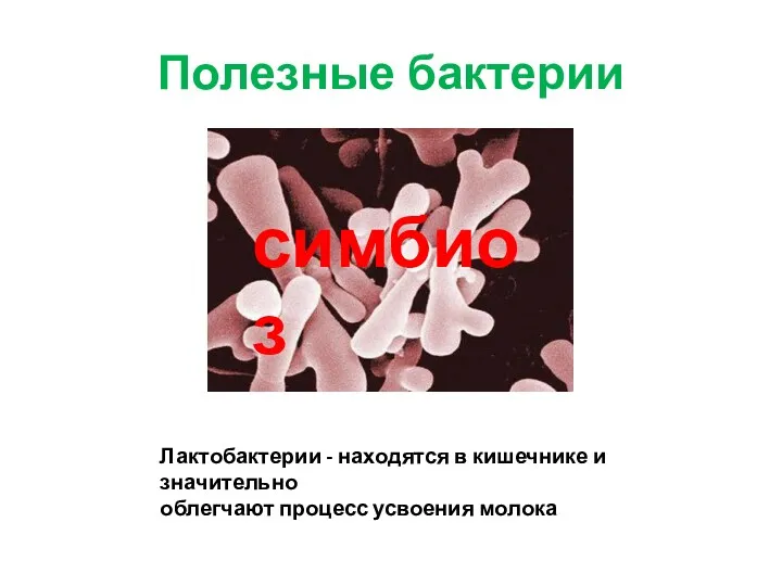 Полезные бактерии Лактобактерии - находятся в кишечнике и значительно облегчают процесс усвоения молока симбиоз