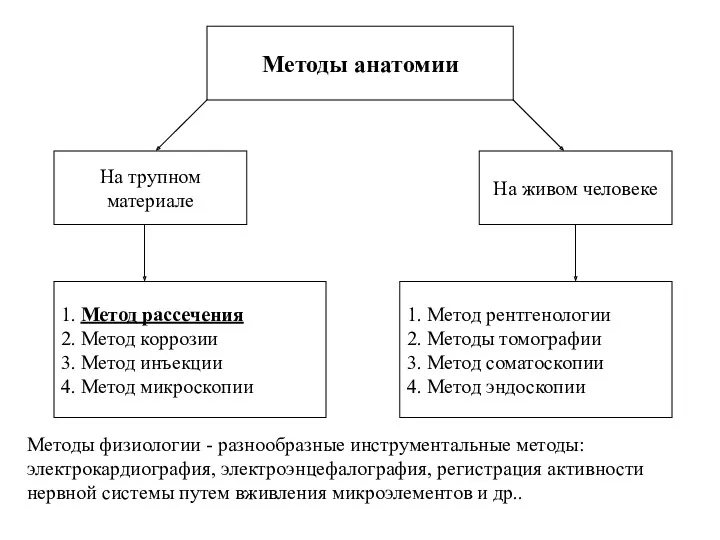 Методы анатомии 1. Метод рассечения 2. Метод коррозии 3. Метод