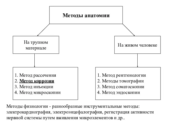 Методы анатомии 1. Метод рассечения 2. Метод коррозии 3. Метод