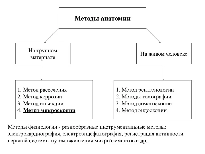 Методы анатомии 1. Метод рассечения 2. Метод коррозии 3. Метод