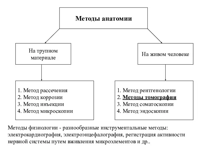 Методы анатомии 1. Метод рассечения 2. Метод коррозии 3. Метод