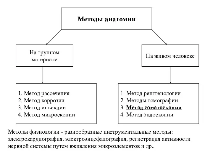 Методы анатомии 1. Метод рассечения 2. Метод коррозии 3. Метод