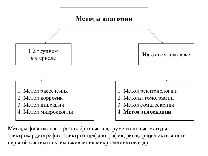 Методы анатомии 1. Метод рассечения 2. Метод коррозии 3. Метод