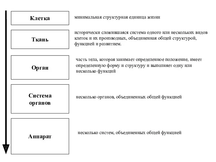 Клетка Ткань Орган Система органов Аппарат исторически сложившаяся система одного