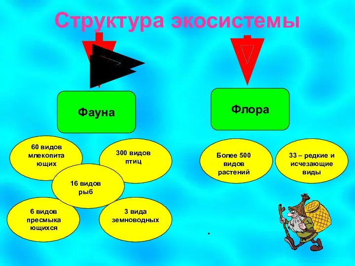 Структура экосистемы Фауна Флора 60 видов млекопитающих 300 видов птиц 6 видов пресмыкающихся