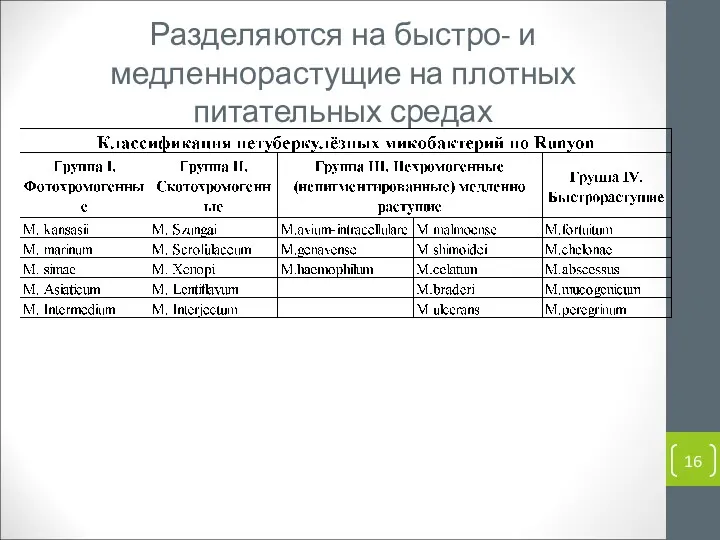 Разделяются на быстро- и медленнорастущие на плотных питательных средах