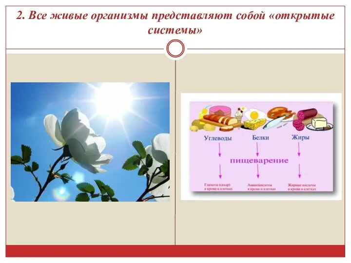 2. Все живые организмы представляют собой «открытые системы»