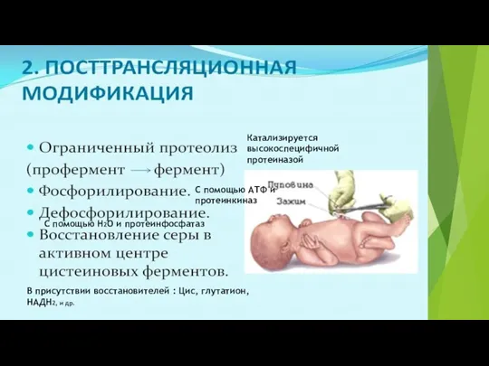 Катализируется высокоспецифичной протеиназой С помощью АТФ и протеинкиназ С помощью