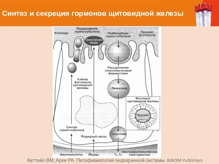Синтез и секреция гормонов щитовидной железы Кеттайл ВМ, Арки РА. Патофизиология эндокринной системы.