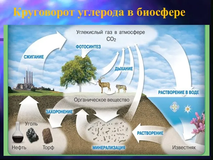 Круговорот углерода в биосфере