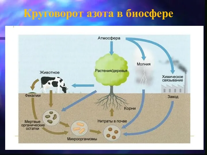 Круговорот азота в биосфере