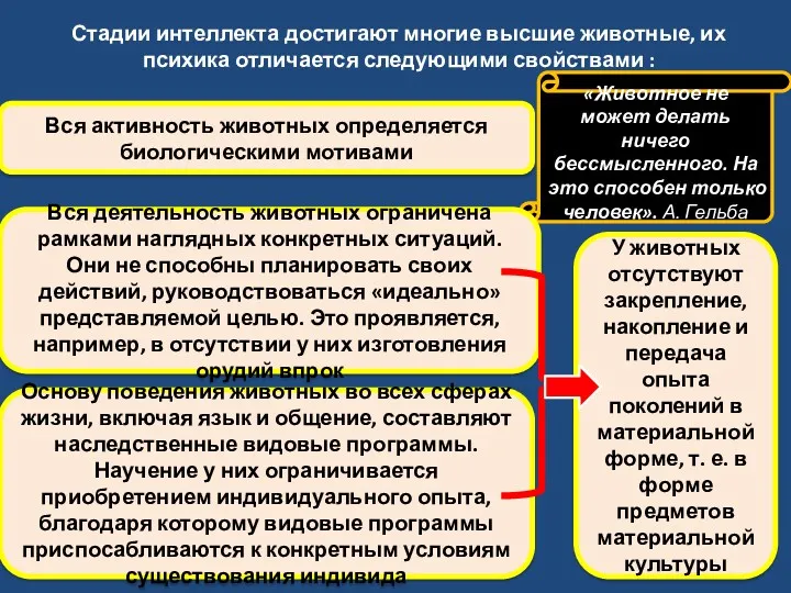 Стадии интеллекта достигают многие высшие животные, их психика отличается следующими