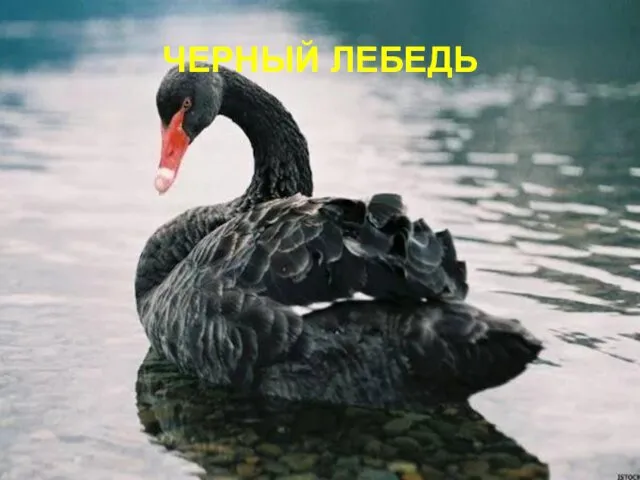 ЧЕРНЫЙ ЛЕБЕДЬ