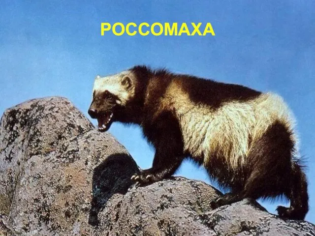 РОССОМАХА