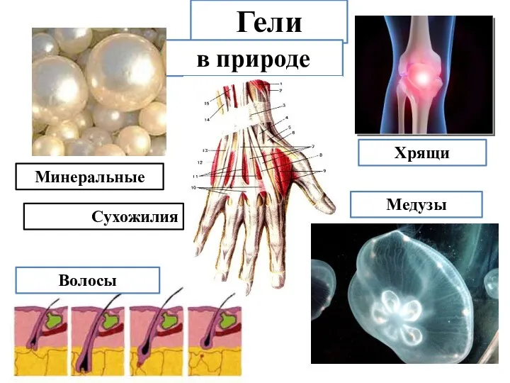 Гели в природе Хрящи Медузы Волосы Минеральные Сухожилия