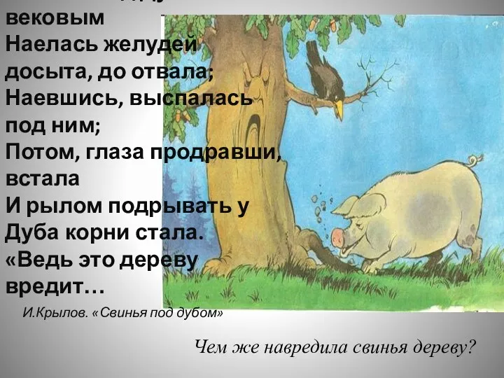 Свинья под Дубом вековым Наелась желудей досыта, до отвала; Наевшись, выспалась под ним;