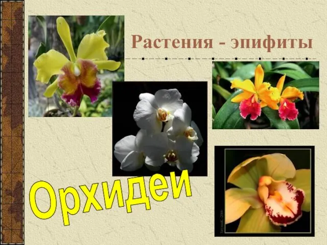 Растения - эпифиты Орхидеи